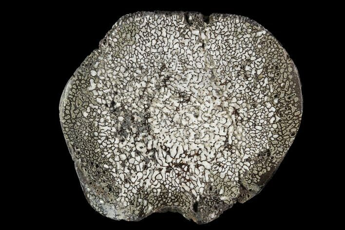 Polished Pyritized Iguanodon Bone - Isle Of Wight #96017